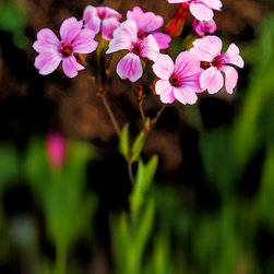 Pink Wildflowers 1 - Artwork