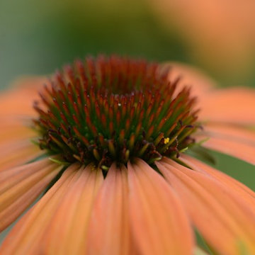 Artists Garden