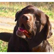 Foto de C-Chase's Labs Oliver-Barnes