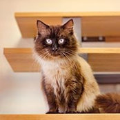 Em Mahigan's photo