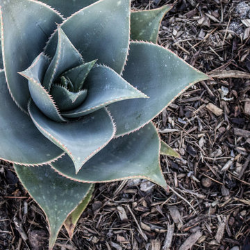 Rancho Santa Margarita