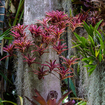 Bromeliads