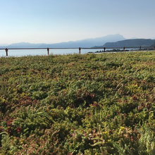 green roofing