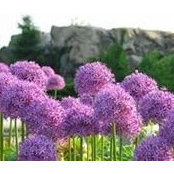 Indira Gaitor's photo