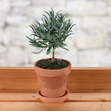 Plants!