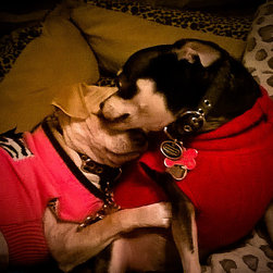 Pet care pics - Products