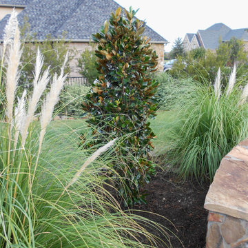 Evergreen Trees & Shrubs