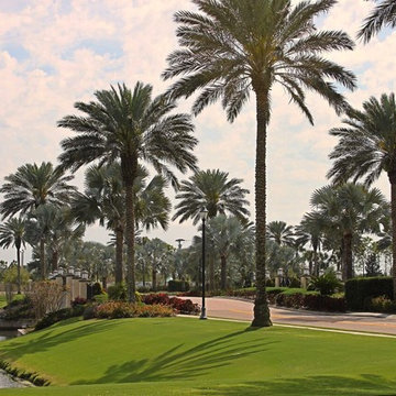 Celebration of Bermuda Grass