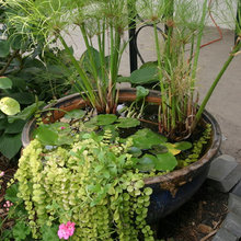 water garden