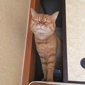 Yoshiko Murata's photo