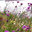 Paysagiste par Nature