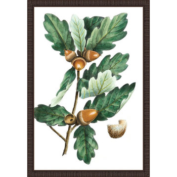 "Douglas Oak" Leafy Branch And Acorn Framed Fine Art, 22x32"