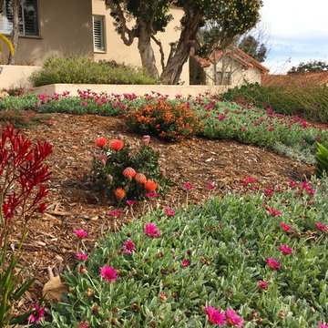 Canepa Front Yard