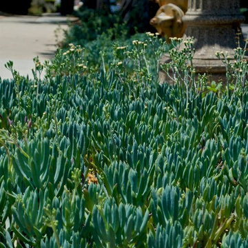 Parkway expanse with Senecio mandraliscae mass planting