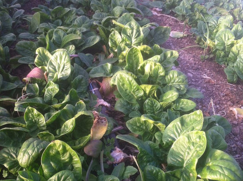 Spinach Harvest