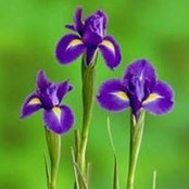 Joanne Pezzullo's photo