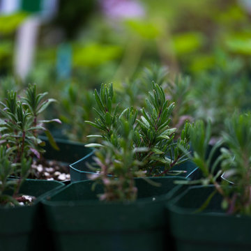 Flora Verdura Herbal Plant Sale