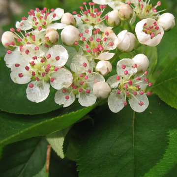 Aronia melanocarpa