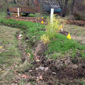 Food Forest, Late Fall