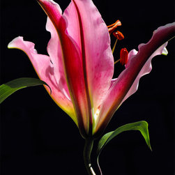 Lily Solo - Fine Art Prints