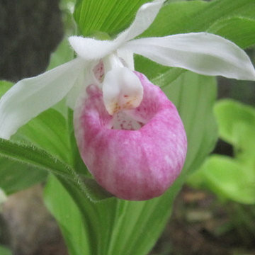 Showy lady's slipper