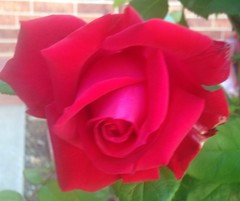 Your favorite and/or best red roses