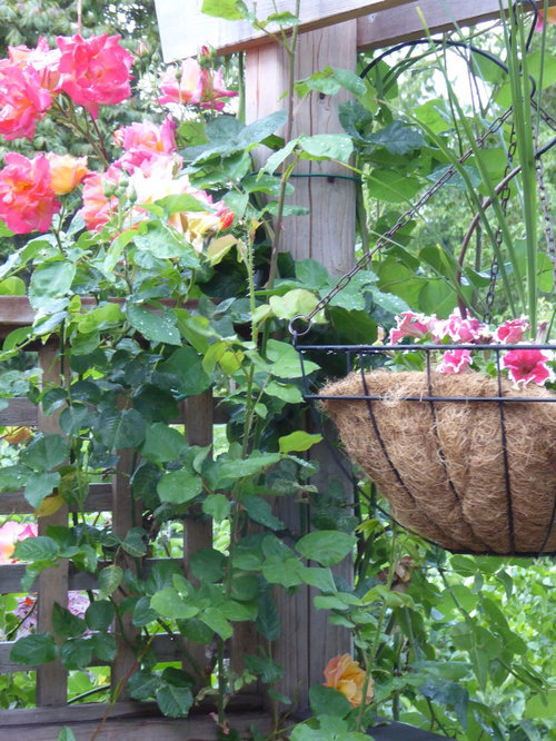 How do I create a hanging basket using coir or sphagnum moss that does