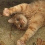 Lisa Merkel's photo