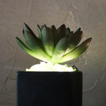 Lumiere - Illuminated Succulents, Echeveria in Black Ceramic