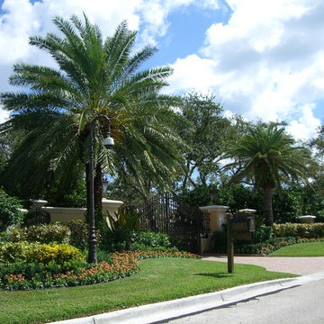 Sylvester Palm Tree