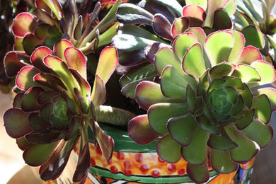 Succulents in Talavera pots