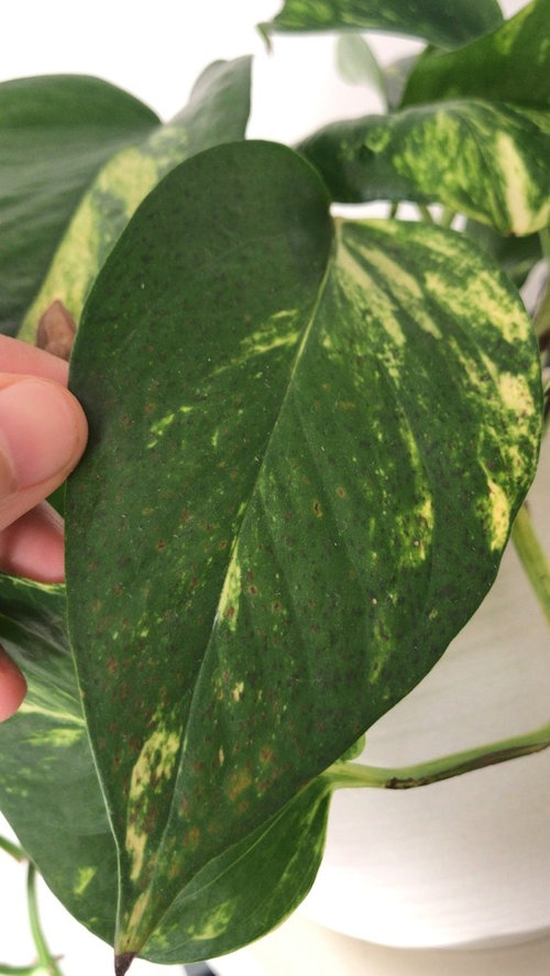 Devil's Ivy leaves problem Houzz AU