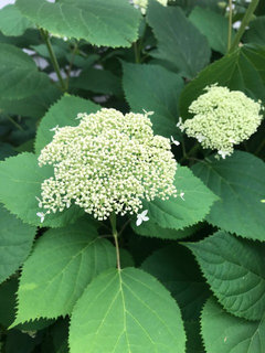 Reed S Garden Ramblings What S The Right Hydrangea For Your New