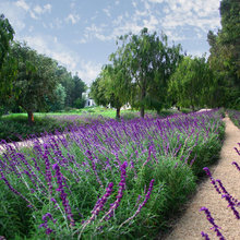 Williams Landscape