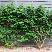 shrubs