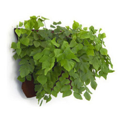 Hanging Around Garden - Indoor Pots And Planters