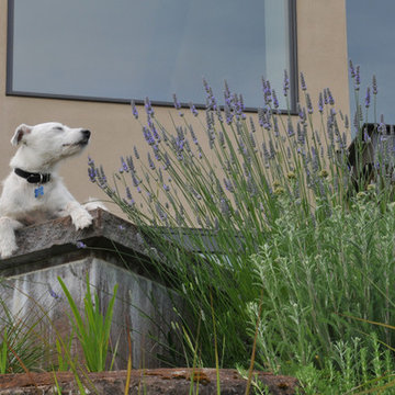 Lavender in the Garden