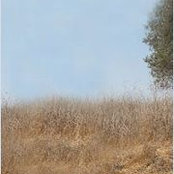 Guy Haimovitch's photo