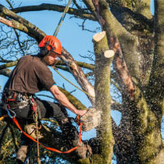 Phoenix Tree Service