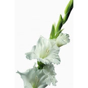 Cheryl Franklin's photo