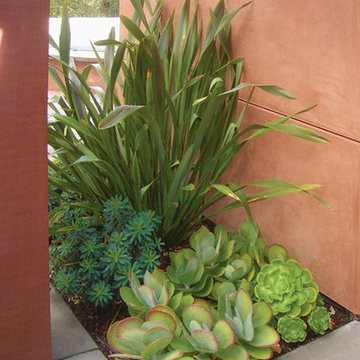 Succulent and Flax Planting