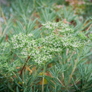 Santa Cruz Buckwheat