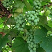 Stephen Sylvester's photo