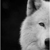 Theresa Scheiderer's photo