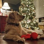 Janis Cornish's photo