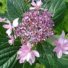 Windcliff Hydrangeas