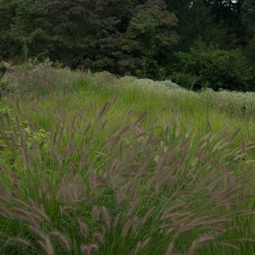 Teardrop Meadow