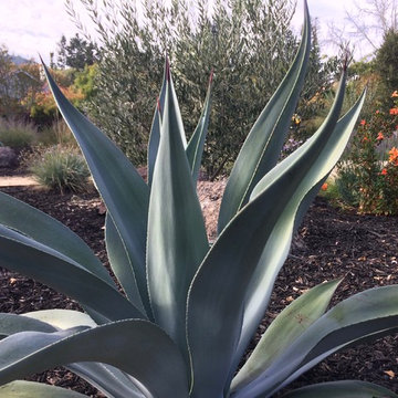 Santa Rosa Front Garden