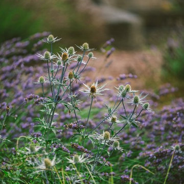 Audubon Certified Backyard Habitat