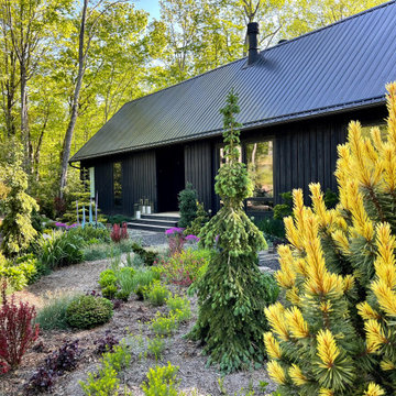 Taylor's Sunburst pine anchors a front garden bed.